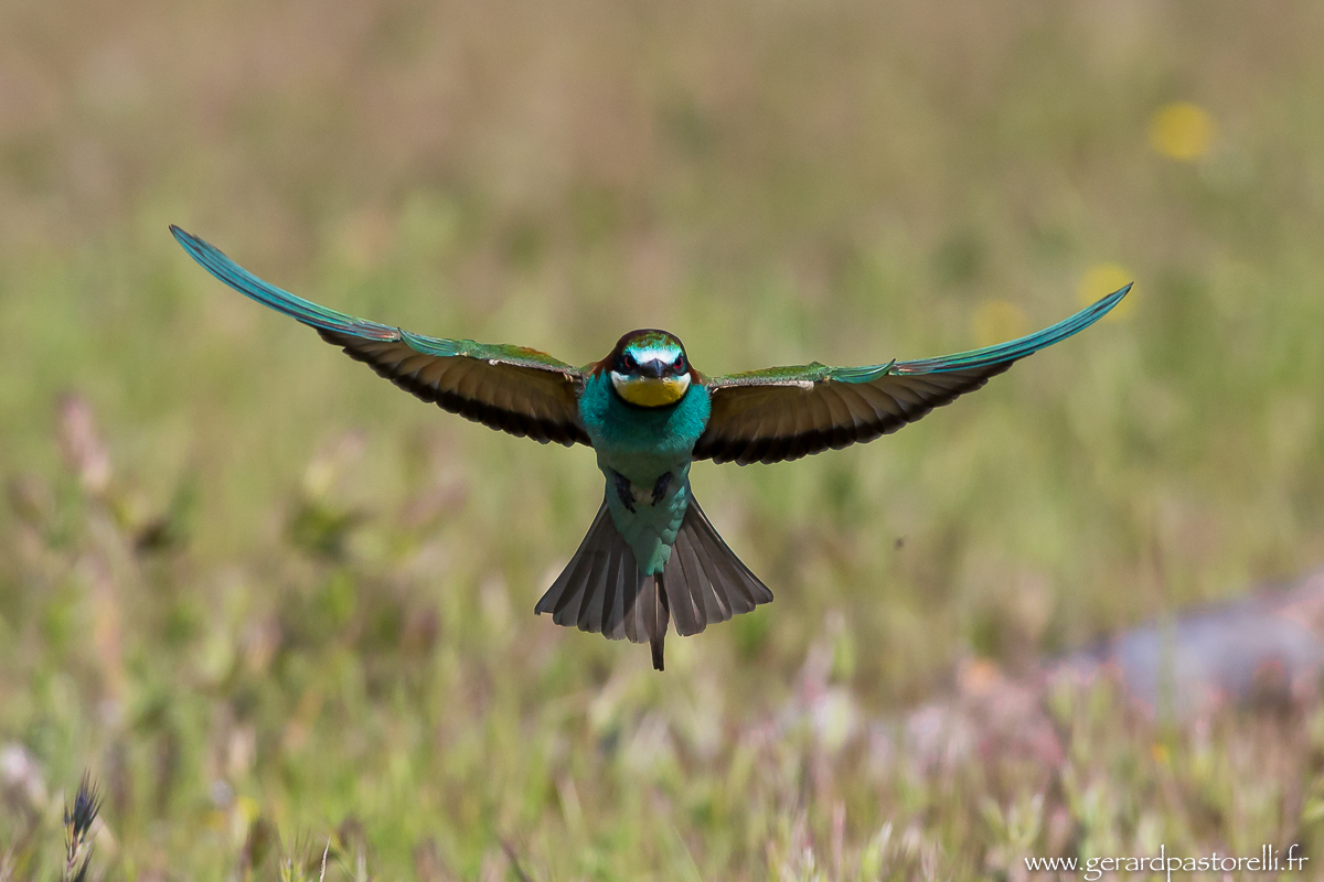 Bee eater 62